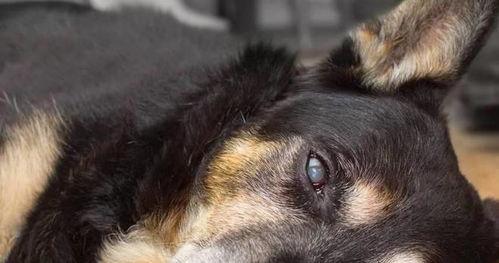 狗舍里的最后呼唤,忠诚与生命的挽歌