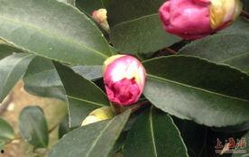 山茶花开时,春意盎然的诗意画卷