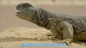 黑蜥蜴2024,黑蜥蜴时代的崛起与挑战