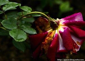 哭泣的玫瑰,探寻爱情与命运的悲歌